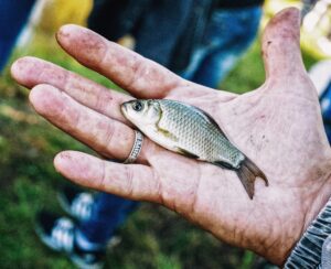 Lille fisk fanget med mikrofiskeri